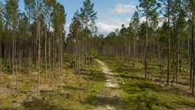 The Burbank Tract - lot 14 - Marion County, Florida